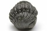 Wide, Perfectly Enrolled Austerops Trilobite - Morocco #224331-2